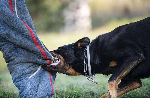 owners of aggressive dogs are liable to pay you compensation
