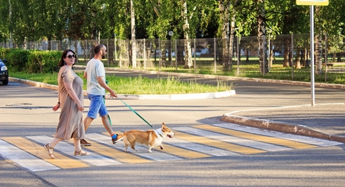 Pedestrians walking a dog through a crosswalk in Gastonia, North Carolina, symbolizing pedestrian safety and awareness.