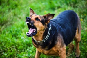 We are your Charlotte dog bite lawyers